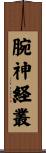 腕神経叢 Scroll