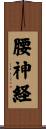 腰神経 Scroll