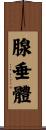 腺垂體 Scroll