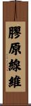 膠原線維 Scroll