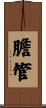 膽管 Scroll