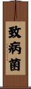 致病菌 Scroll