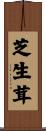 芝生茸 Scroll