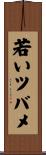 若いツバメ Scroll