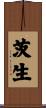 茨生 Scroll