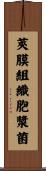 莢膜組織胞漿菌 Scroll