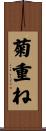 菊重ね Scroll