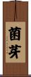 菌芽 Scroll