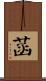菡 Scroll