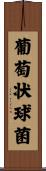葡萄状球菌 Scroll
