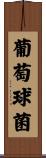 葡萄球菌 Scroll