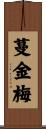 蔓金梅 Scroll