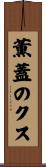 薫蓋のクス Scroll