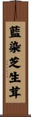 藍染芝生茸 Scroll