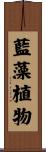 藍藻植物 Scroll