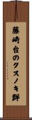 藤崎台のクスノキ群 Scroll