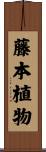 藤本植物 Scroll