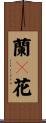 蘭々花 Scroll