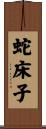 蛇床子 Scroll