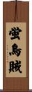 蛍烏賊 Scroll