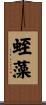 蛭藻 Scroll