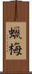 蠟梅 Scroll