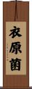衣原菌 Scroll
