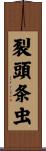 裂頭条虫 Scroll