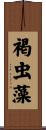 褐虫藻 Scroll