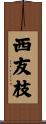 西友枝 Scroll
