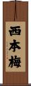 西本梅 Scroll