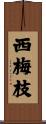西梅枝 Scroll