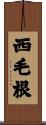 西毛根 Scroll