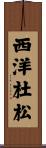 西洋杜松 Scroll