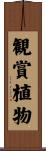 観賞植物 Scroll