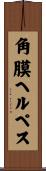 角膜ヘルペス Scroll