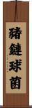 豬鏈球菌 Scroll
