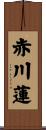 赤川蓮 Scroll