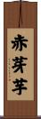 赤芽芋 Scroll