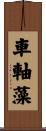 車軸藻 Scroll