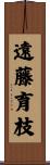 遠藤育枝 Scroll