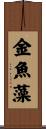 金魚藻 Scroll
