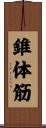 錐体筋 Scroll