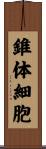 錐体細胞 Scroll