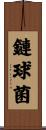 鏈球菌 Scroll
