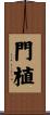 門植 Scroll