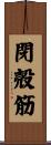 閉殻筋 Scroll