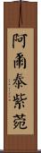 阿爾泰紫菀 Scroll