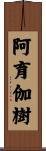 阿育伽樹 Scroll
