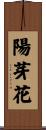 陽芽花 Scroll